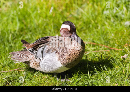 Garganey or Anas querquedula on grass in spring Stock Photo