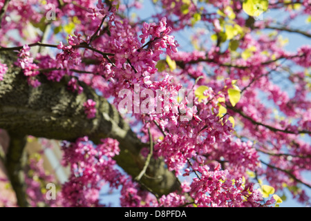 Pink Blooming branches of Judas tree or Cercis siliquastrum with blue sky Stock Photo