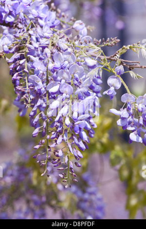 Beautiful Wisteria sinensis flowers blooming in springtime Stock Photo