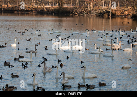 Trumpeter Swans and ducks on a Magness Lake, Heber Springs, AR, USA Stock Photo