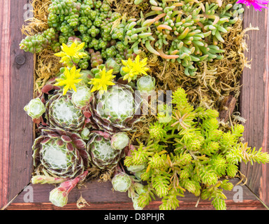 A container planting of Sedum and Sempervivum plants Stock Photo