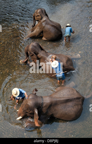 Three elephants bathe at Chiang Dao Elephant Camp in Chiang Mai, Thailand Stock Photo