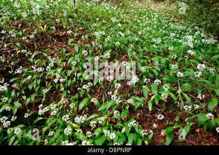 Wild Garlic flowers cover the ground Stock Photo