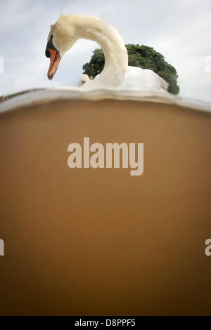 Wiesbaden, Germany. 3rd June 2013. Two swans swim in the Rhine next to an underwater camera half-way submerged in the brown water in Wiesbaden, Germany, 02 June 2013. Photo: FREDRIK VON ERICHSEN/dpa/Alamy Live News Stock Photo