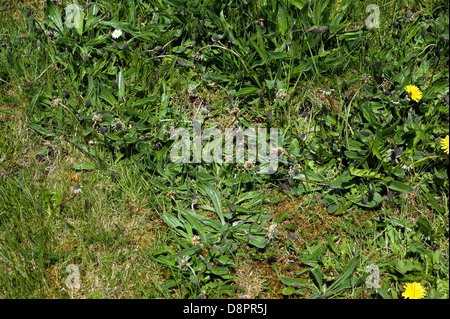 Ribwort plantain, Plantago lanceolata, flowering in short grass Stock Photo