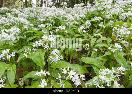 Masses of Wild Garlic plants in full bloom flowering beneath canopy of leaves soon to block out light to forest floor Stock Photo