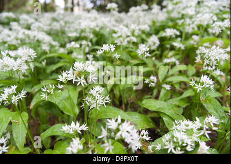 Masses of Wild Garlic plants in full bloom flowering beneath canopy of leaves soon to block out light to forest floor Stock Photo