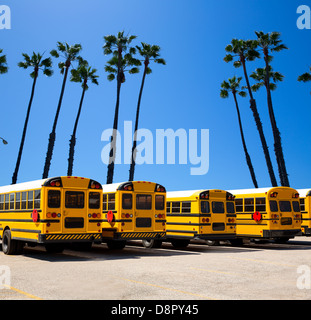American school bus row with California palm trees photo mount Stock Photo