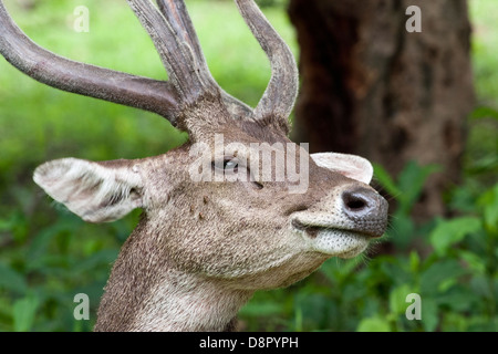Komodo deer in close-up Stock Photo