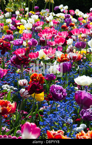 Colourful spring flower border with tulips Stock Photo - Alamy