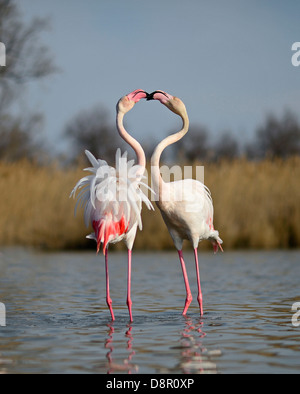 Greater Flamingos Phoenicopterus roseus two males sparring in spring Camargue France Stock Photo