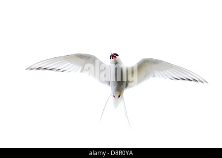 Arctic Tern Sterna paradisaea Shetland UK June Stock Photo