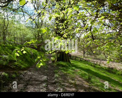 View along an old drovers track  with lime tree leaves in spring Llanwrda Carmarthenshire Wales UK  KATHY DEWITT Stock Photo