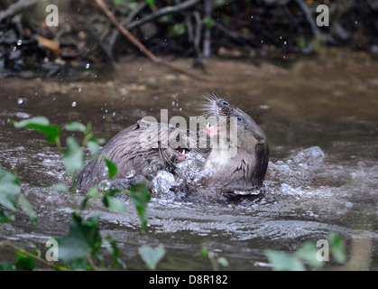Otters Lutra lutra well grown cubs play fighting on River Thet Thetford Norfolk Stock Photo