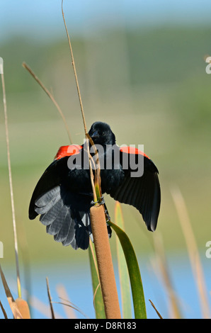 Red-winged Blackbird male in aggressive posture towards rival male Florida Stock Photo