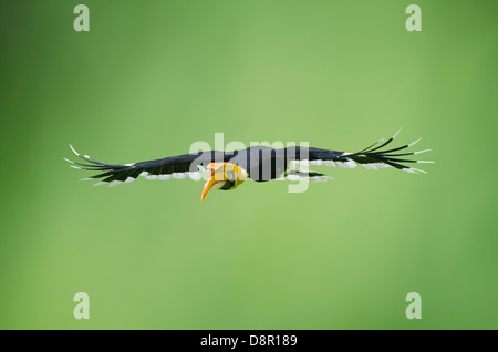 Great Hornbill (Buceros bicornis) also known as Great Indian Hornbill and Great Pied Hornbill Tiwang Malaysia Stock Photo