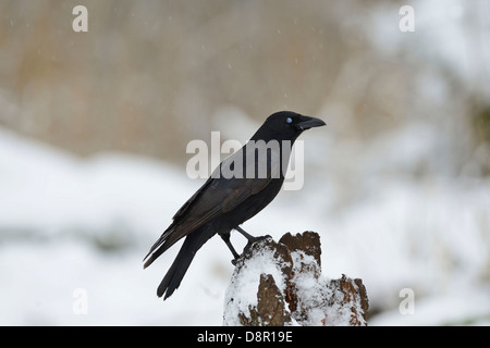 Carrion Crow Corvus corone showing nictating membrane Norfolk Stock Photo