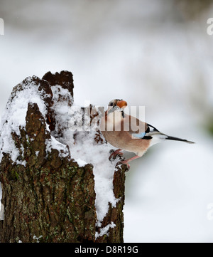 Eurasian Jay Garrulus glandarius collecting acorns Norfolk winter Stock Photo