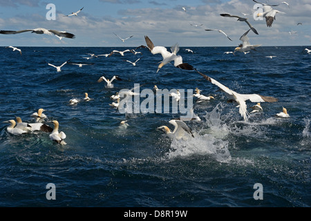 Gannets Morus bassana diving for Mackerel off Noss Shetland June Stock Photo