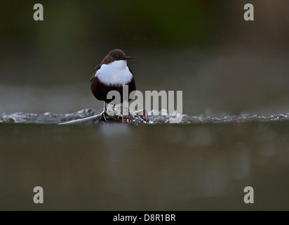 Black-bellied Dipper (Cinclus cinclus cinclus) Thetford Norfolk winter 2012/13 Stock Photo
