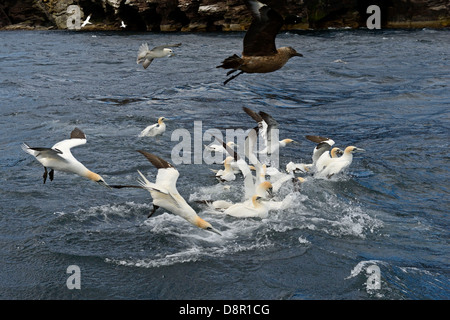 Gannets Morus bassana diving for Mackerel off Noss Shetland June Stock Photo