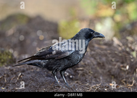 Carrion Crow Corvus corone Norfolk November Stock Photo