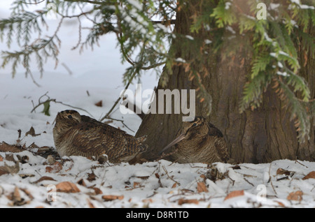 Eurasian Woodcock (Scolopax rusticola) Norfolk winter Stock Photo