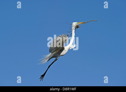 Great Egret Ardea alba carrying nest material St Augustine Florida USA Stock Photo