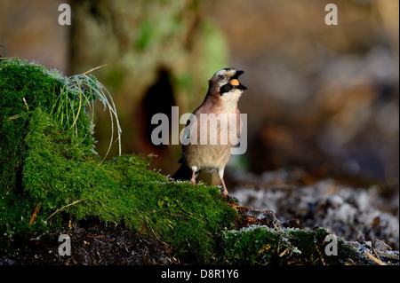 Eurasian Jay Garrulus glandarius collecting and swallowing acorns Norfolk winter Stock Photo