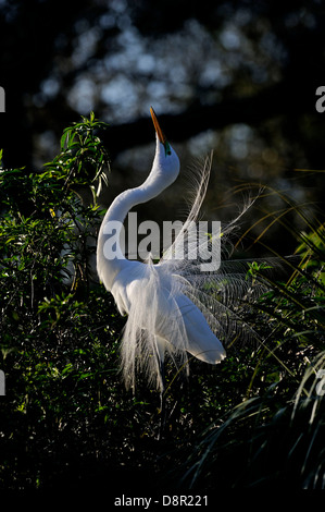 Great Egret Ardea alba displaying at nest St Augustine Florida USA Stock Photo