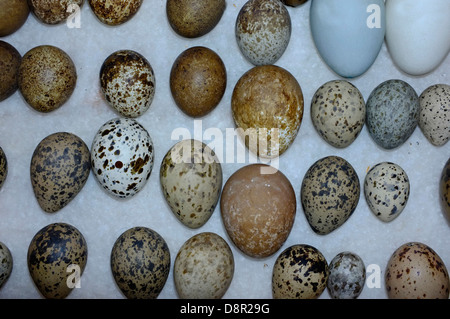 A selection of British Birds eggs from Victorian collection Stock Photo