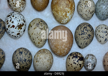 A selection of British Birds eggs from Victorian collection Stock Photo