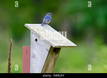 Eastern Bluebird, Sialia sialis at nest box Cape May New Jersey USA Stock Photo