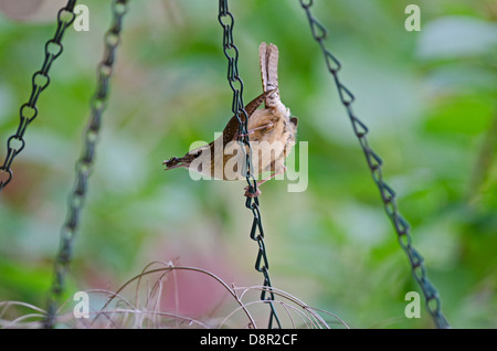 Carolina Wren Throthorus ludovicianus nesting in hanging basket in garden Cape May NJ USA May Stock Photo