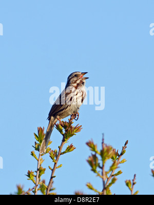 Song Sparrow Cape May New Jersey USA Stock Photo