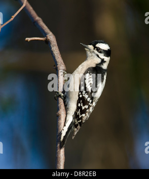 Downy Woodpecker Picoides pubescens female Florida Stock Photo