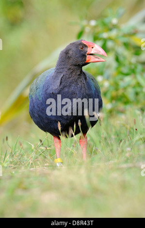 Takahe Porphyrio mantelli Tiri Matangi North Island New Zealand Stock Photo