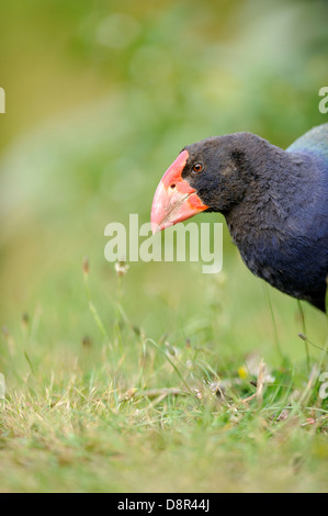 Takahe Porphyrio mantelli Tiri Matangi North Island New Zealand Stock Photo