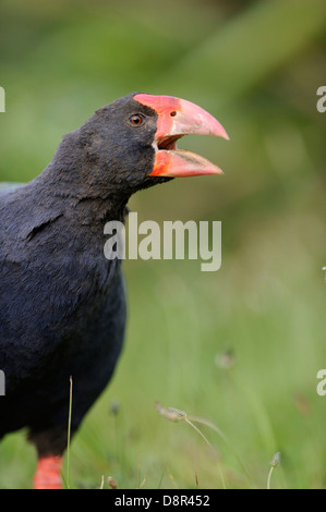 Takahe Porphyrio mantelli Tiri Matangi North Island New Zealand Stock Photo