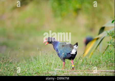 Takahe Porphyrio mantelli Tiri Matangi Island North Island New Zealand Stock Photo