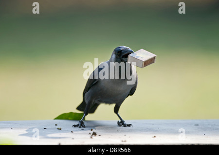 House Crow (Corvus splendens) stealing match box from table Bharatpur India Stock Photo