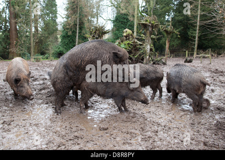 The male boar mounts the female. Stock Photo