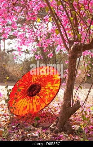 Burmese umbrella under spring tree blossoms in Bagan. Stock Photo