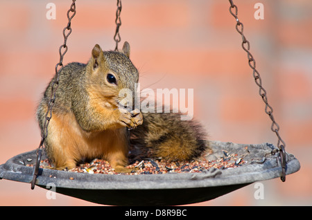 Young Fox squirrel (Sciurus niger) sitting on bird feeder and eating seeds Stock Photo