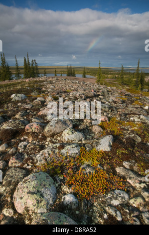 Landscape at the Barrenlands, near Whitefish lake, Northwest Territories, Canada. Stock Photo