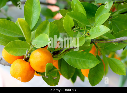 Calamondin fruits on the branch Citrofortunella microcarpa Stock Photo