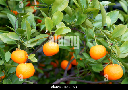 Calamondin fruits on the branch Citrofortunella microcarpa Stock Photo