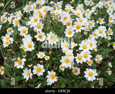 Mountain avens white flowers blooming Dryas octopetala Stock Photo
