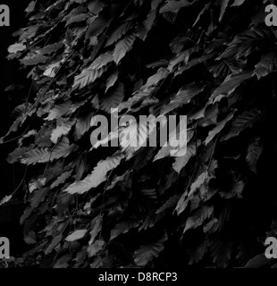 Beech leaves in Black and White Stock Photo - Alamy