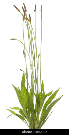 tuft ribwort (Plantago lanceolata) on white background Stock Photo